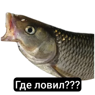 Стикер Петербургский рыболов - 4