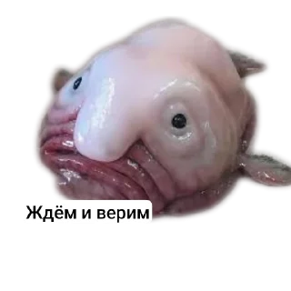 Стикер Петербургский рыболов - 5