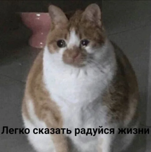 млекопитающее животное кошка