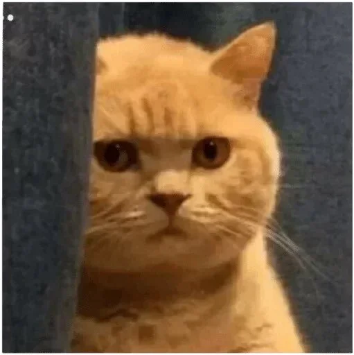 Стикер PETRO SOKRAT - 10