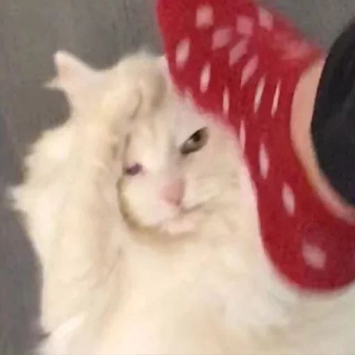 Стикер PETRO SOKRAT - 6