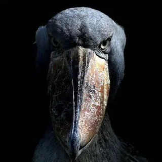 Стикер Petrvs Avgvstvs - 2