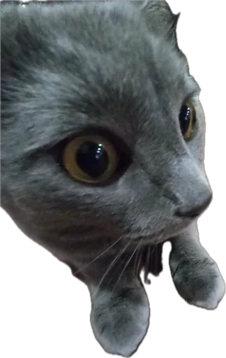 Стикер Petslott_by_TgEmodziBot - 1