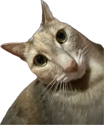 Стикер Petslott_by_TgEmodziBot - 1