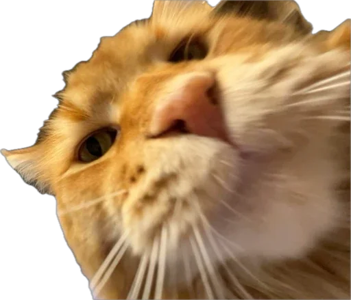 Sticker Petslott_by_TgEmodziBot - 1