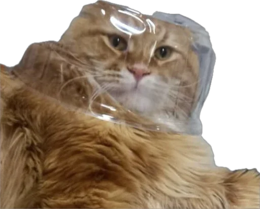 Стикер Petslott_by_TgEmodziBot - 1