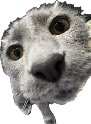 Sticker Petslott_by_TgEmodziBot - 1