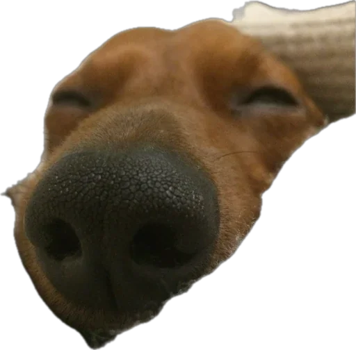 Sticker Petslott_by_TgEmodziBot - 1