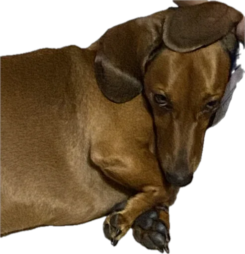 Стикер Petslott_by_TgEmodziBot - 1