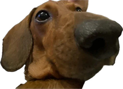 Стикер Petslott_by_TgEmodziBot - 1