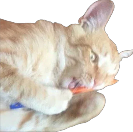 Sticker Petslott_by_TgEmodziBot - 1