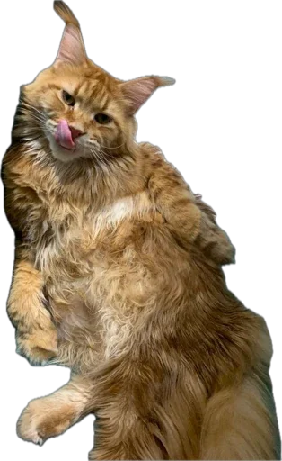 Sticker Petslott_by_TgEmodziBot - 1