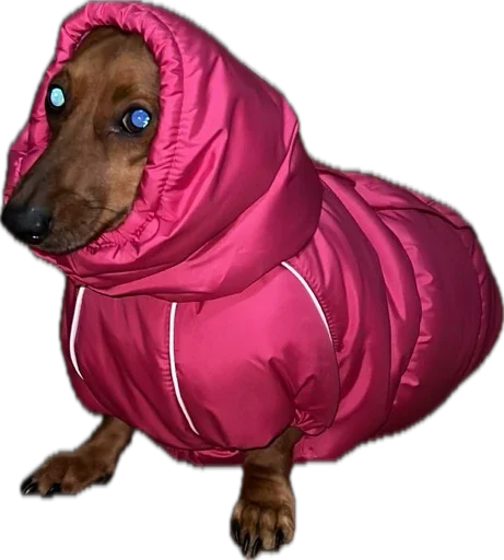 Sticker Petslott_by_TgEmodziBot - 1