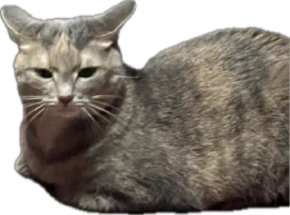 Стикер Жмых @TgEmodziBot - 3