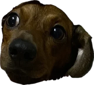 Стикер Жмых @TgEmodziBot - 5