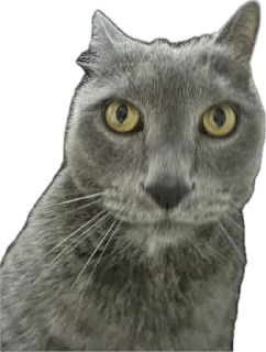 Стикер Жмых @TgEmodziBot - 7