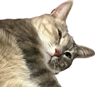 Стикер Жмых @TgEmodziBot - 11