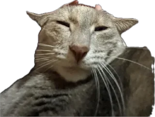 Стикер Жмых @TgEmodziBot - 4