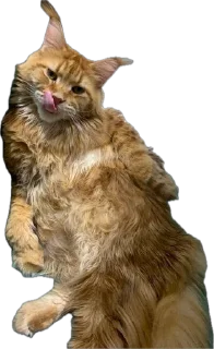 Стикер Жмых @TgEmodziBot - 10