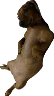 Стикер Жмых @TgEmodziBot - 0