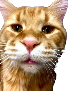 Стикер Жмых @TgEmodziBot - 9