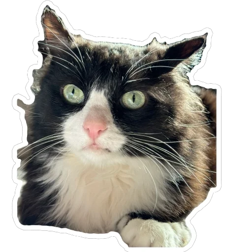 Sticker PetunecKoshka - 1