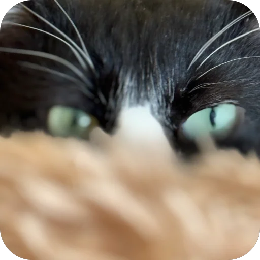 Sticker PetunecKoshka - 1