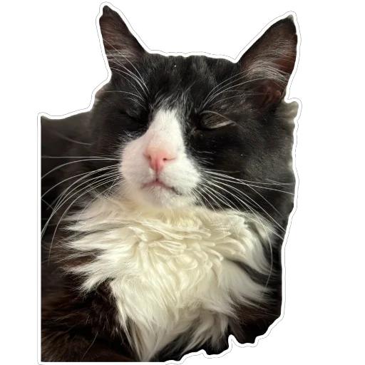 Sticker PetunecKoshka - 1