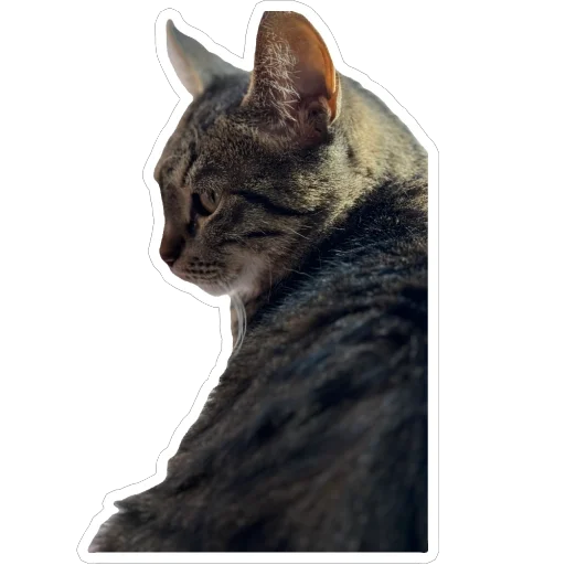 Sticker PetunecKoshka - 1