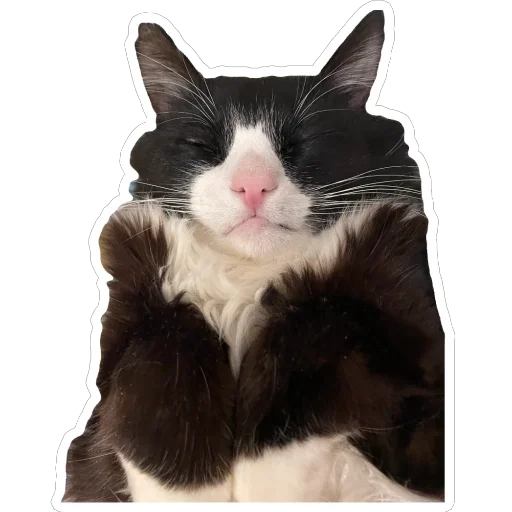 Sticker PetunecKoshka - 1