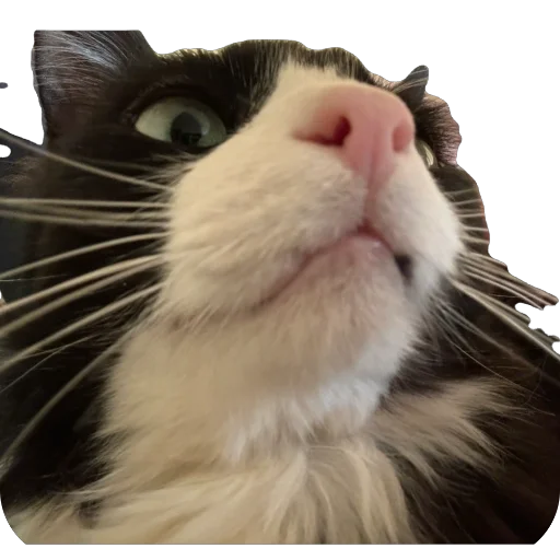 Sticker PetunecKoshka - 1