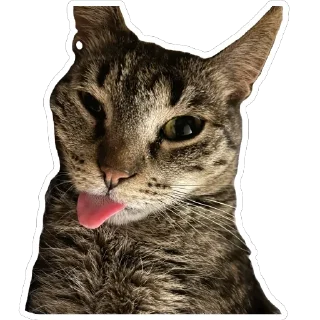 Sticker Petunec & Koshka - 4