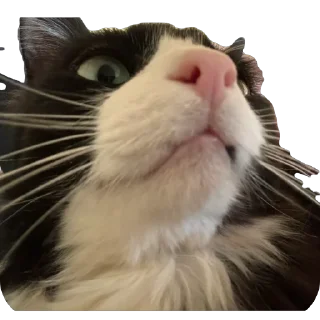 Sticker Petunec & Koshka - 1