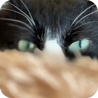 Sticker Petunec & Koshka - 6