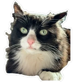 Sticker Petunec & Koshka - 7