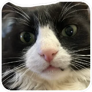 Sticker Petunec & Koshka - 11