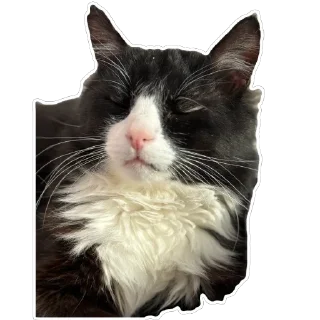 Sticker Petunec & Koshka - 5