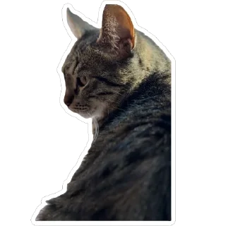 Sticker Petunec & Koshka - 3