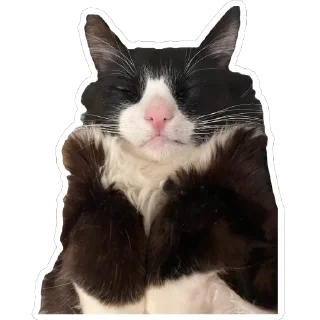 Sticker Petunec & Koshka - 2