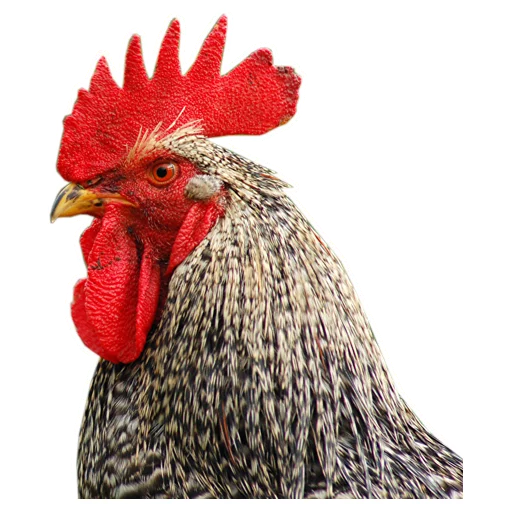 Петушары @eeZee_stickers - animal