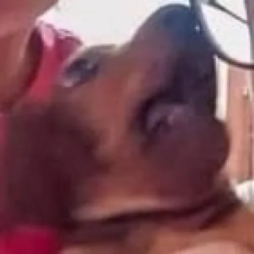 Sticker Pezdec14 - 1