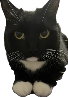 Sticker Сквад - 11