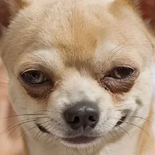 Sticker Пэжуль-Мэжуль - 5