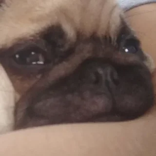 Sticker Пэжуль-Мэжуль - 10