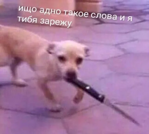 порода собак домашнее животное млекопитающее