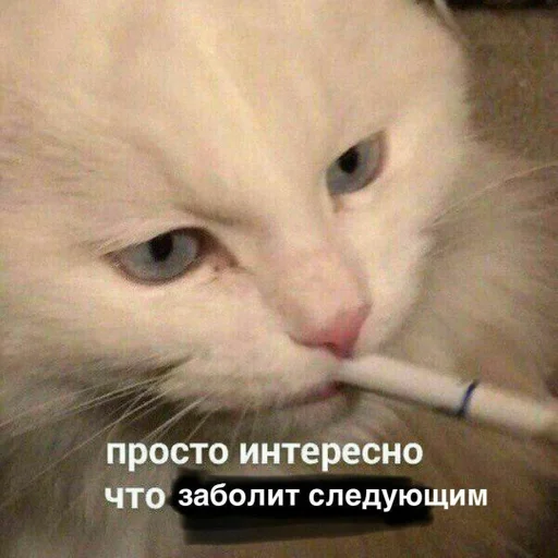 кошки малого и среднего размера комнатный кошка