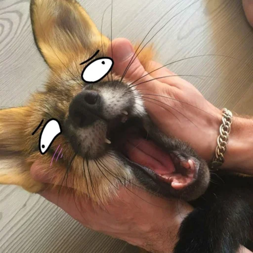 Человек животное мех