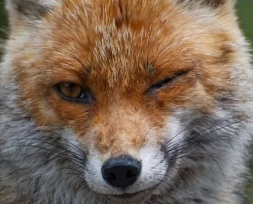 mammal animal outdoor