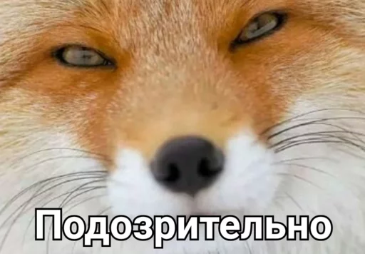 animal mammal fox
