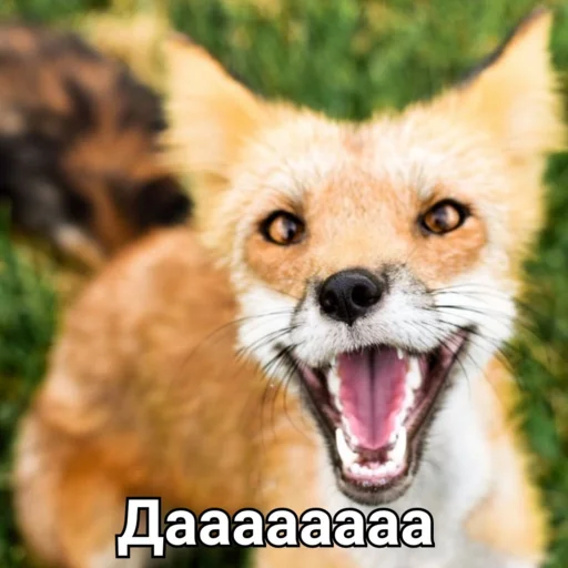animal mammal fox